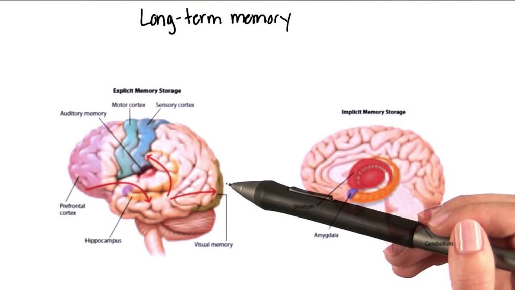تعلم كيف تتعلم - الذاكرة طويلة المدي